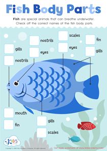 Fish Body Parts Diagram For Kids / Label The Parts Of Fish Worksheets Teaching Resources Tpt ...